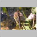 Sympetrum danae - Schwarze Heidelibelle m07.jpg